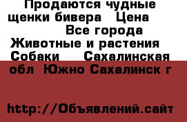 Продаются чудные щенки бивера › Цена ­ 25 000 - Все города Животные и растения » Собаки   . Сахалинская обл.,Южно-Сахалинск г.
